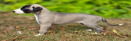 Whippet dogs for sale: Pedigree bred show whippets  - Advert 10