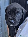 Cane Corso Puppy 3