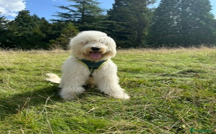 Goldendoodle dogs - Advert 1