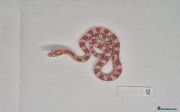 Corn Snake reptiles for sale: Corn snake hatchlings  - Image 10