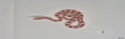 Corn Snake reptiles for sale: Corn snake hatchlings  - Advert 7