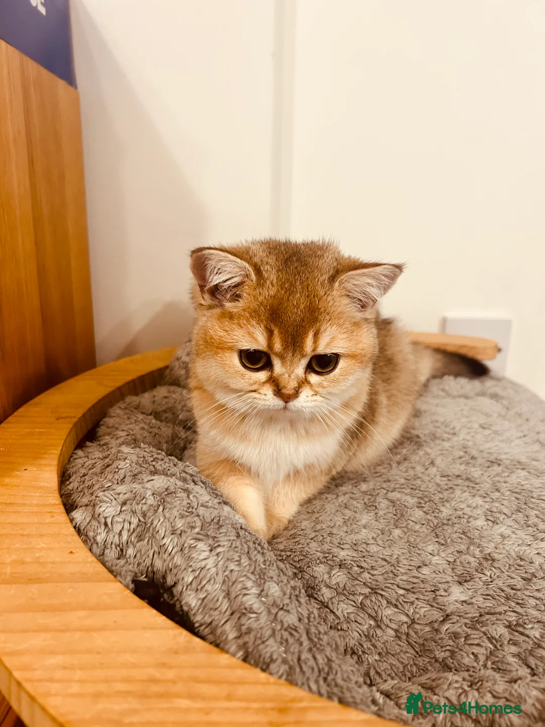 Scottish Fold cats for sale: Beautiful Golden Chinchilla kittens  - Advert 6