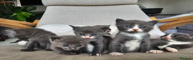 Russian Blue 4