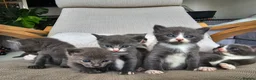 Russian Blue cats for sale: Grey kittens Russian Blue crossed  - Advert 4