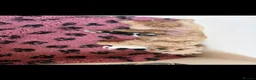 Maltipoo dogs for sale: tiny F1b toy maltipoos fully health tested parents in Wrexham - Advert 5