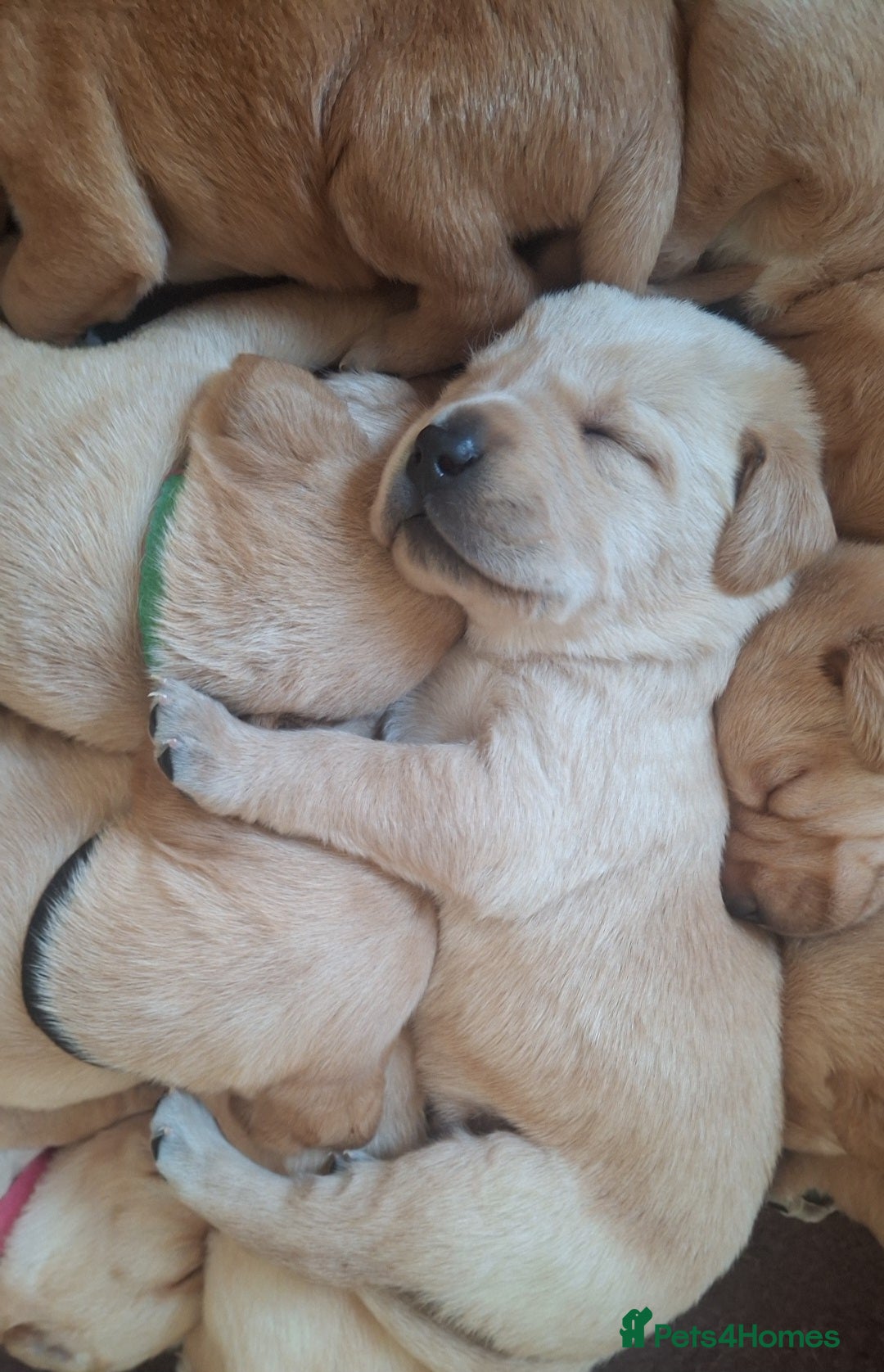Labrador Retriever dogs Beautiful fox red and yellow labrador puppies  - Advert 2
