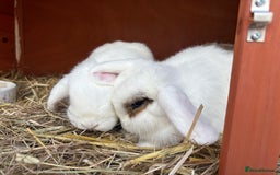 Mini Lop rabbits for sale: Gorgeous blue eyed mini lop girls - Image 4