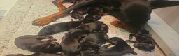 Dobermann dogs for sale: Kc registered Doberman puppies in Rugby - Advert 3