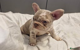 French Bulldog dogs for sale: Last 2 females dwkc frenchies - Image 15