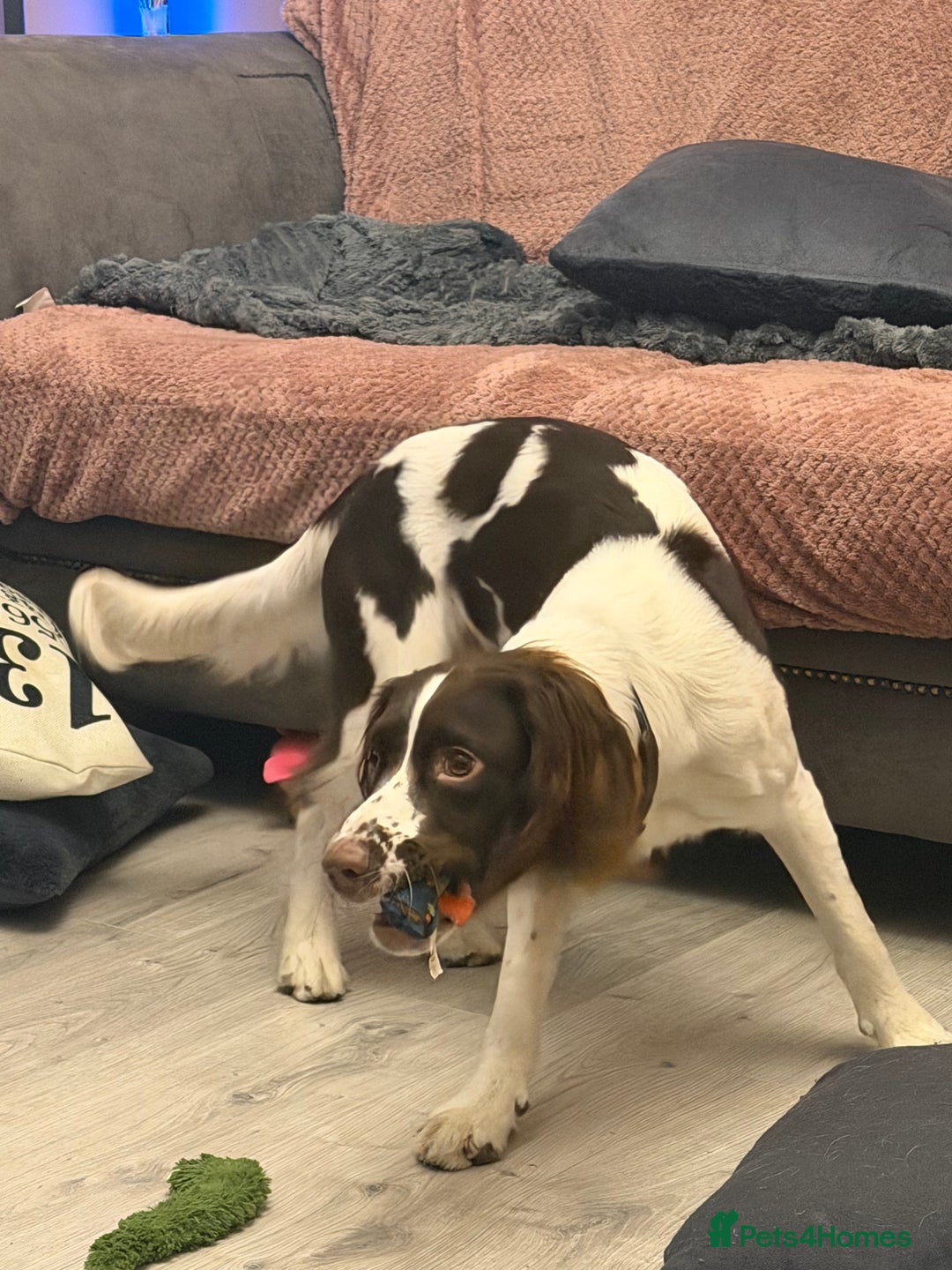 English Springer Spaniel dogs for sale: Springer Spaniel Male 11 months - Advert 6