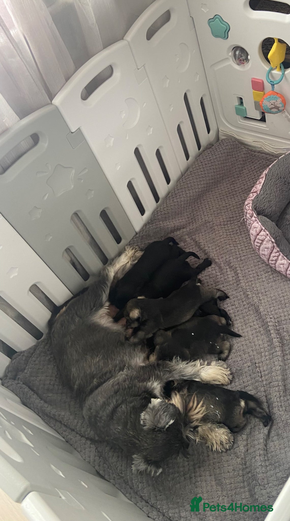 Miniature Schnauzer dogs  Miniature Schnauzer Puppies – Ready from 25th May - Advert 15