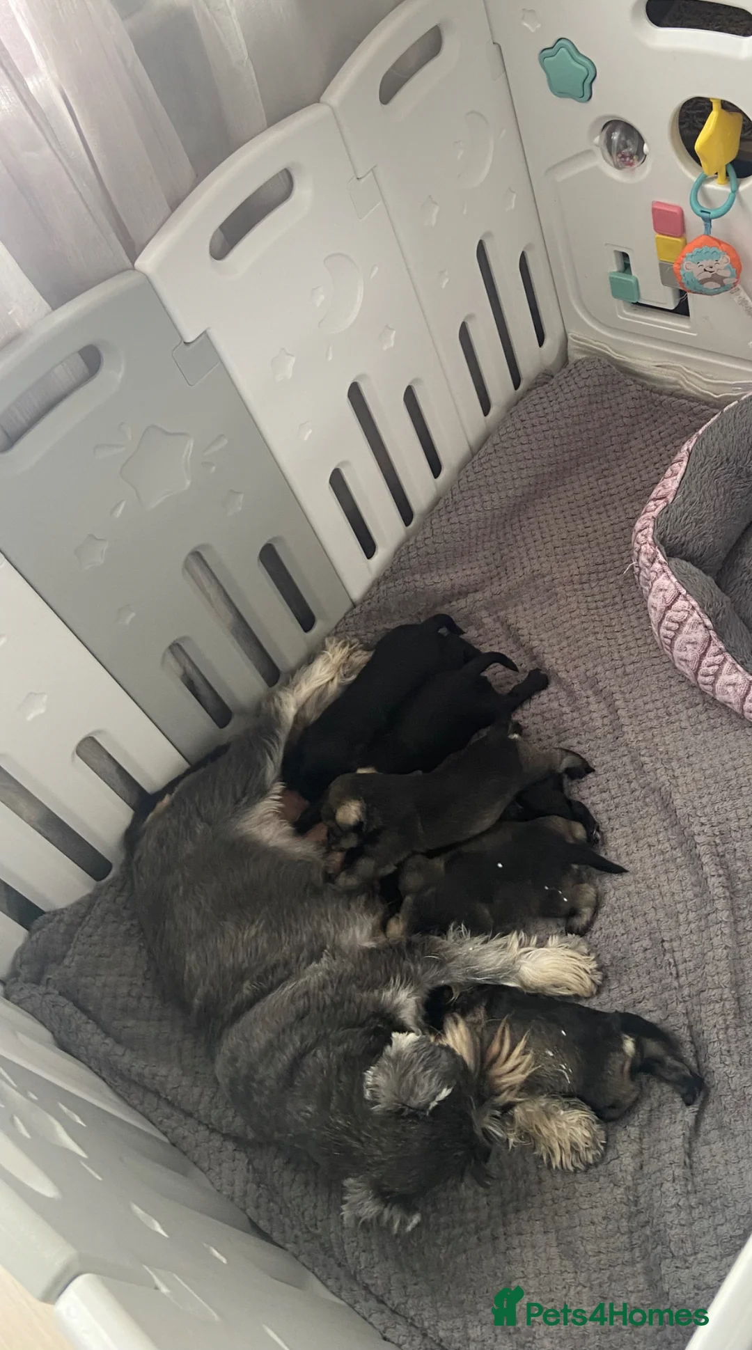 Miniature Schnauzer dogs for sale:  Miniature Schnauzer Puppies – Ready from 25th May - Advert 1