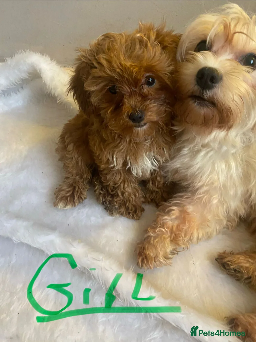 Maltipoo dogs for sale: Multipoo - Advert 5