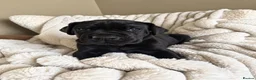 Great Dane dogs for sale: Champion blood exceptional quality black GreatDane - Advert 9