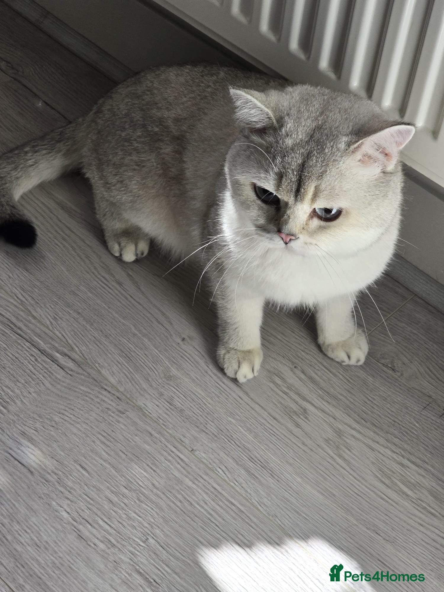 British Shorthair cats Two male cats brothers - Advert 2