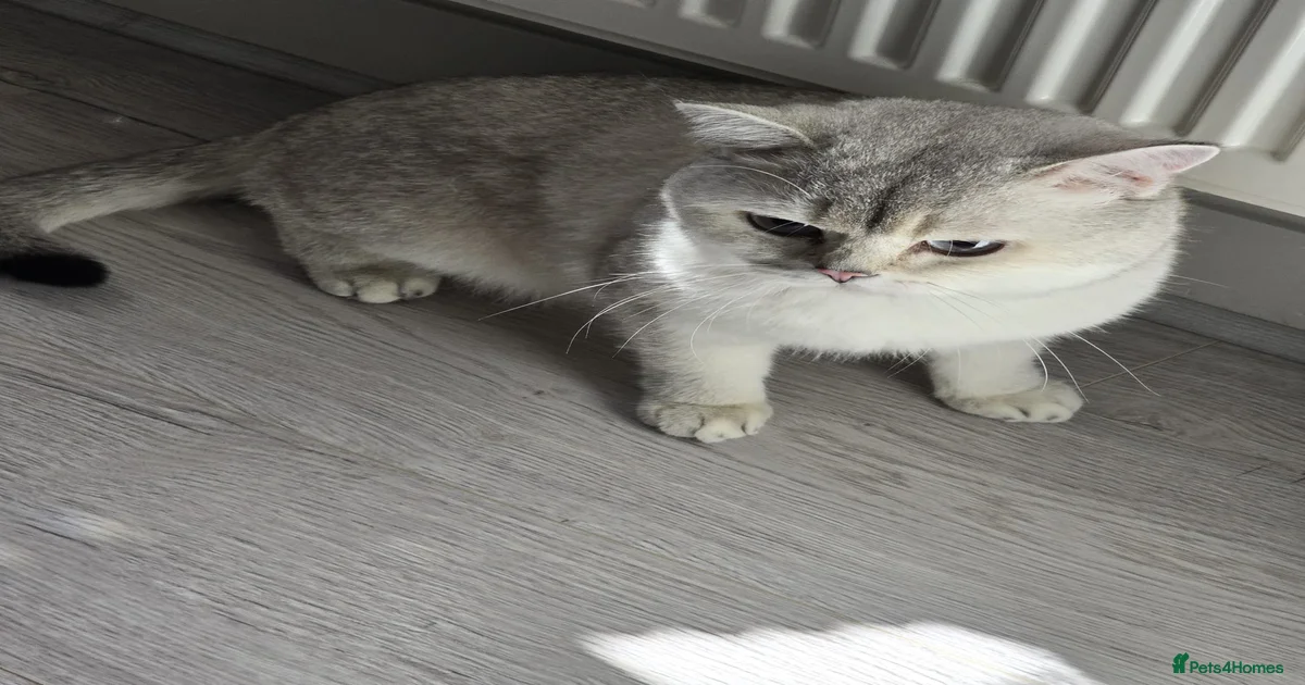 Picture of British Shorthair Kittens for sale | Pets4Homes