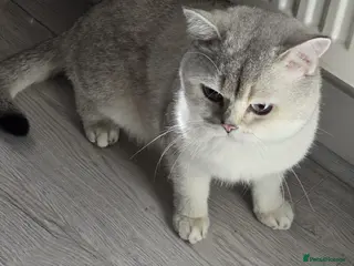 British Shorthair cats Two male cats brothers - Advert 2