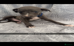 Mixed Breed dogs for sale: 7 beautiful wiggys! - Image 7