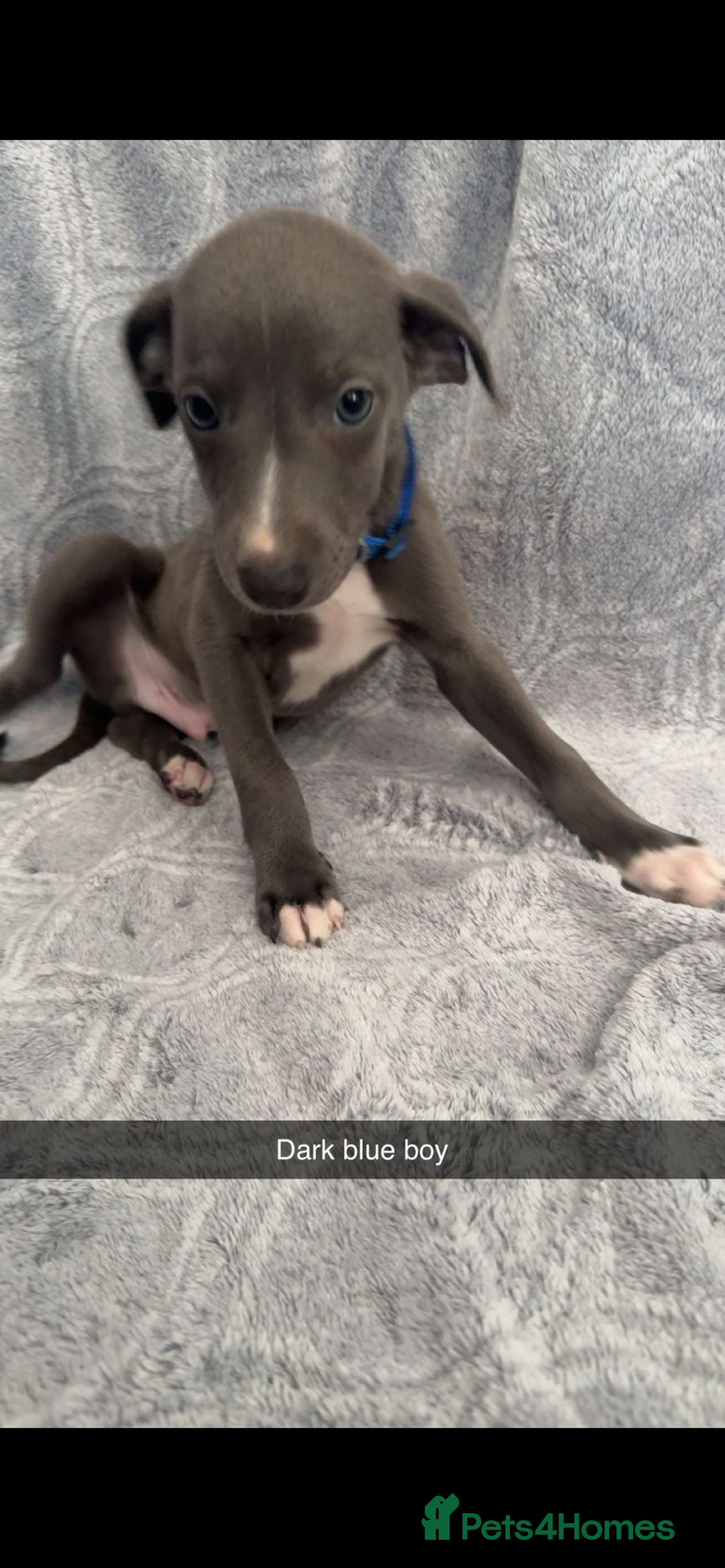 Mixed Breed dogs for sale: 7 beautiful wiggys! - Image 7