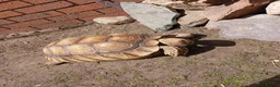 Tortoise reptiles for sale: Female Sulcata 6 years old - Advert 3