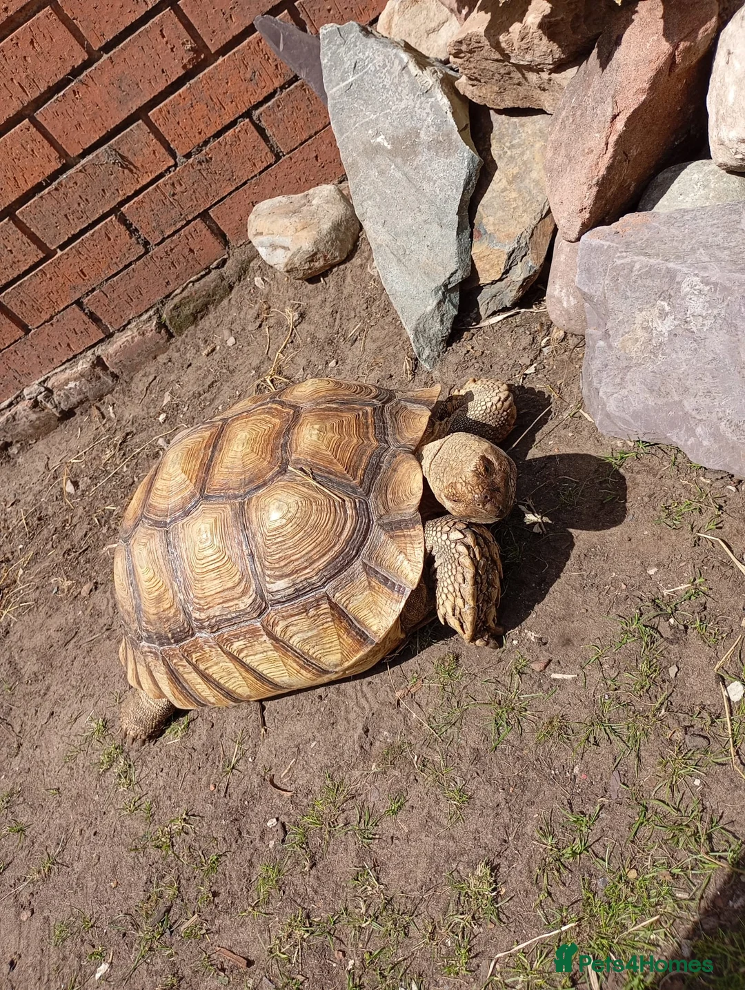 Tortoise reptiles for sale: Female Sulcata 6 years old - Advert 3