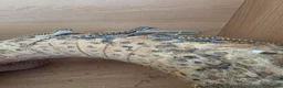 Bearded Dragon reptiles for sale: Baby bearded dragon  - Advert 2