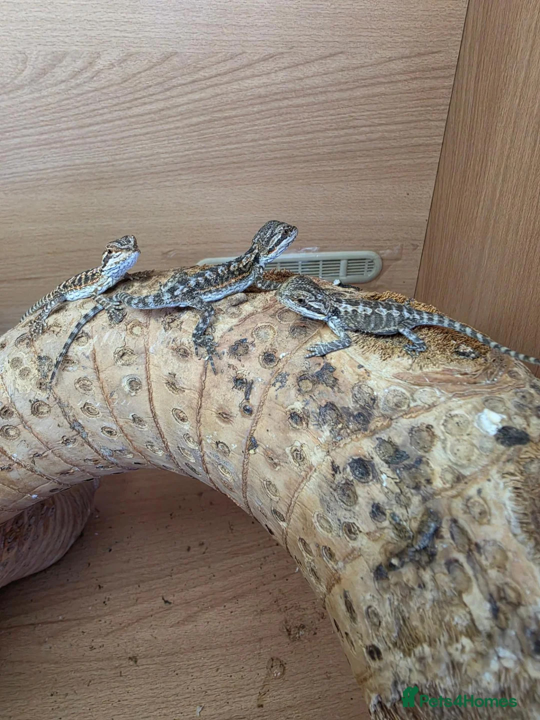 Bearded Dragon reptiles for sale: Baby bearded dragon  - Advert 2