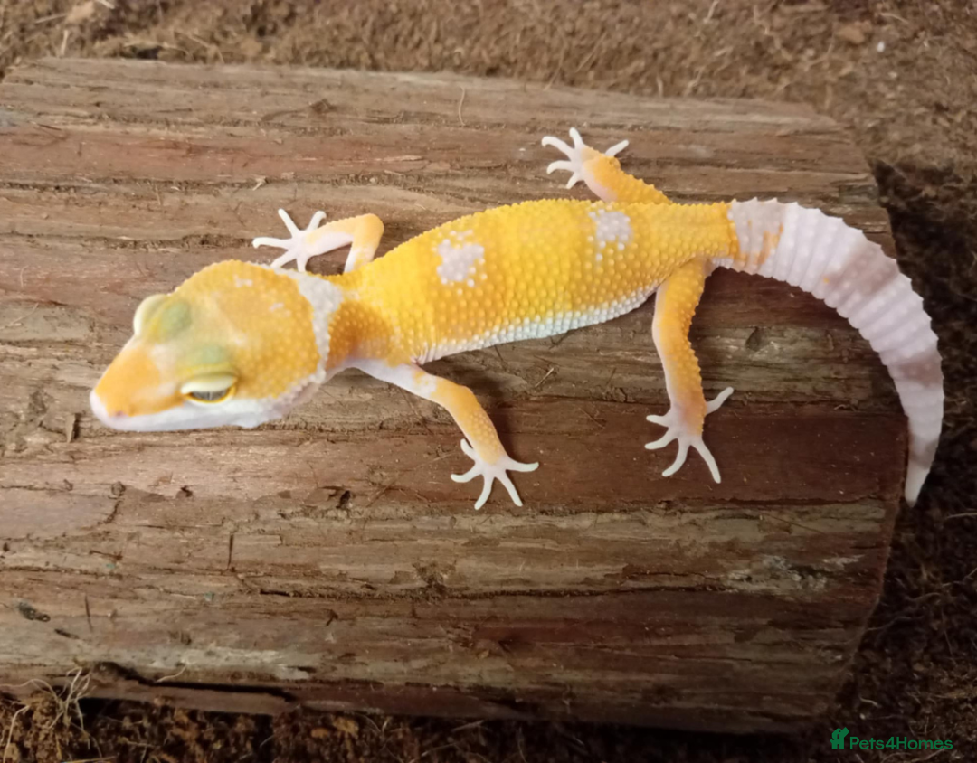 Leopard Gecko reptiles for sale: Beautiful Leopard Gecko Babies – Ready Now! - Image 5