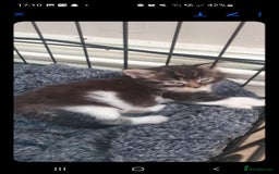 British Longhair cats for sale: Beautiful fluffy kittens - Image 6
