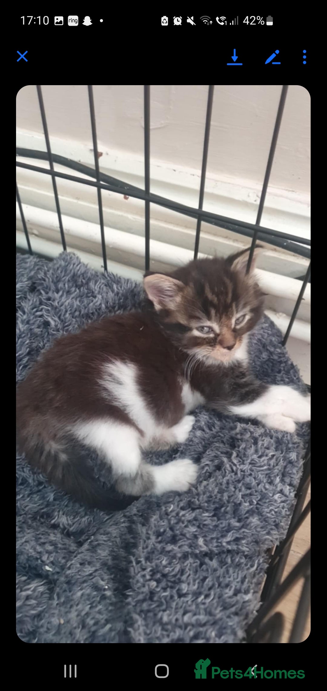 British Longhair cats for sale: Beautiful fluffy kittens - Image 6