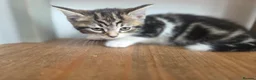 Mixed Breed cats for sale: Kittens for sale blackpool  - Advert 20