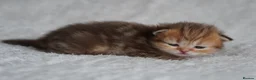 Munchkin cats for sale: Beautiful Golden Chocolate kittens - Advert 4