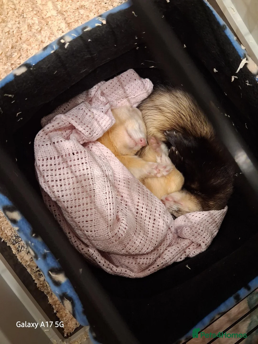 Ferret rodents for sale: 2 male ferrets  - Advert 1