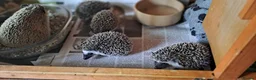 Pygmy Hedgehog rodents for sale: African Pygmy Hedgehogs Ready 2 week in Market Harborough - Advert 3