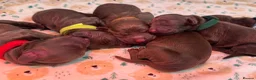 Cocker Spaniel dogs for sale: Kennel club working cocker spaniels  - Advert 25
