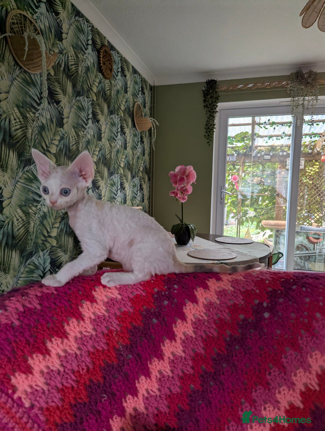 Devon Rex cats for sale: 🐾 Beautiful Devon Rex Kittens💕 - Image 12