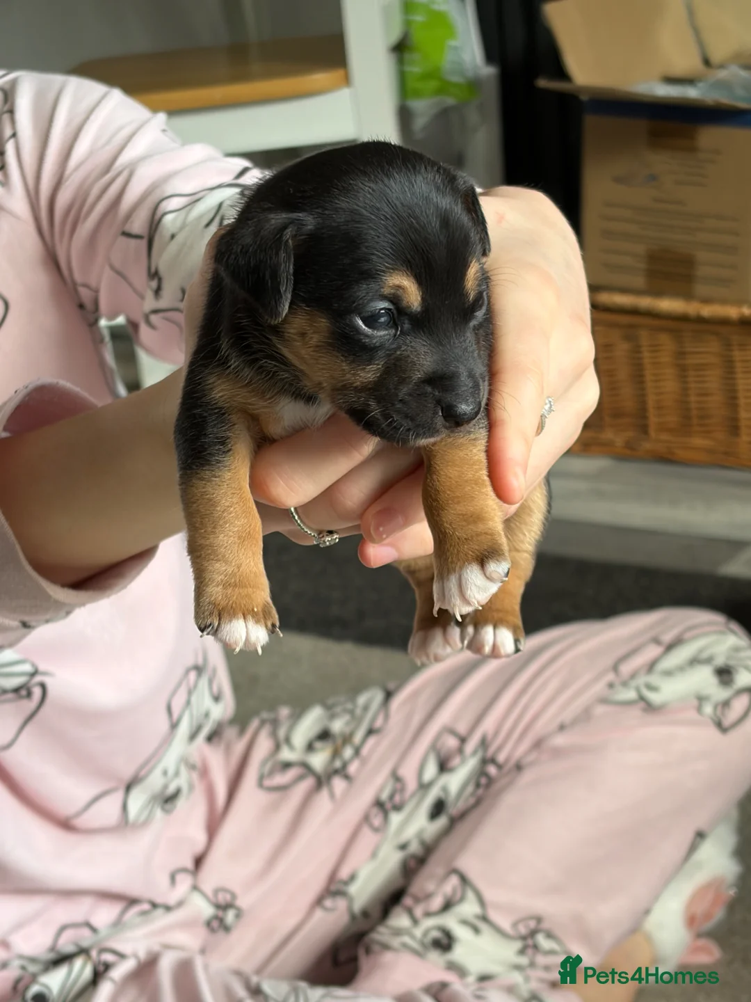 Jack Russell dogs for sale: Much wenlock russel - Advert 4