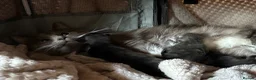 Maine Coon cats for sale: Mainecoon cross kittens ready now  in Edinburgh - Advert 14
