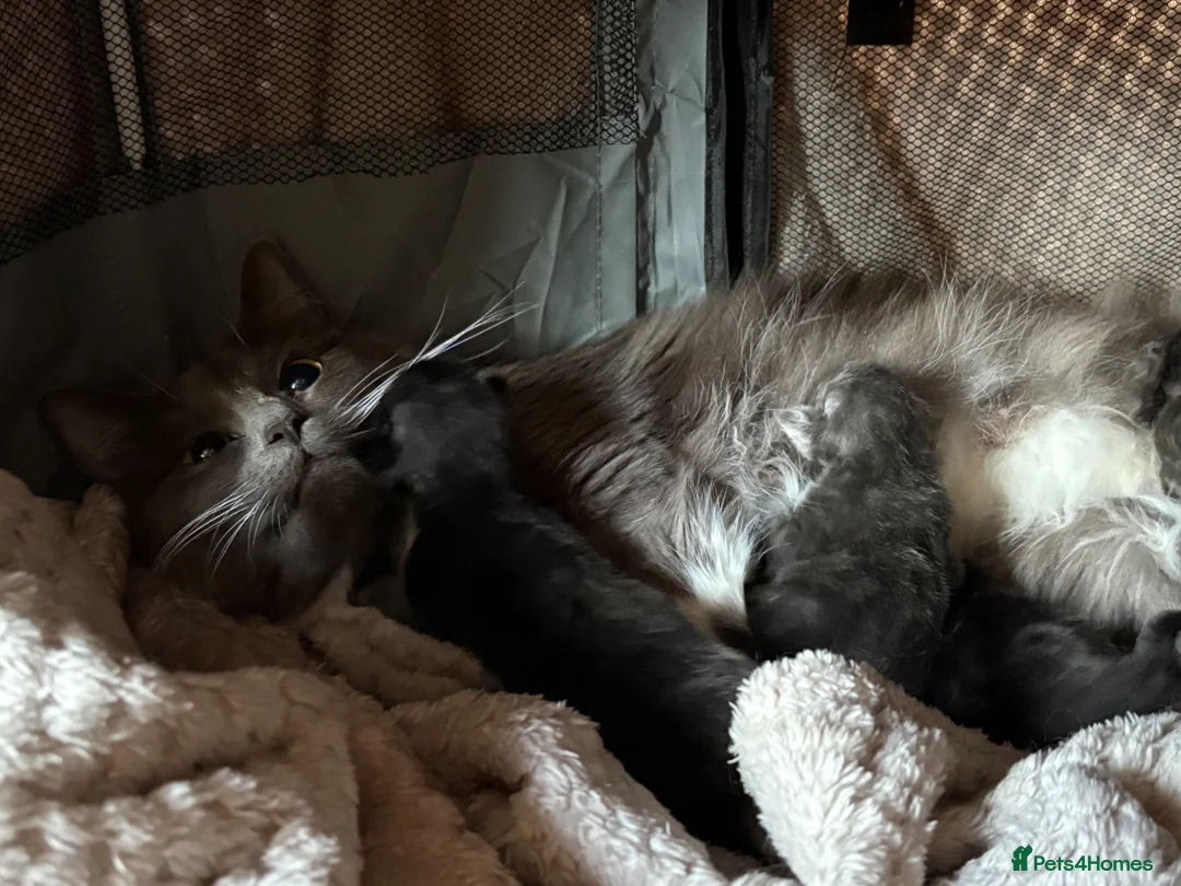 Maine Coon cats for sale: Mainecoon cross kittens ready now  in Edinburgh - Advert 14