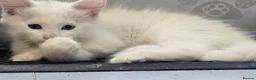 Maine Coon cats for sale: Two sassy females needing a home  - Advert 16