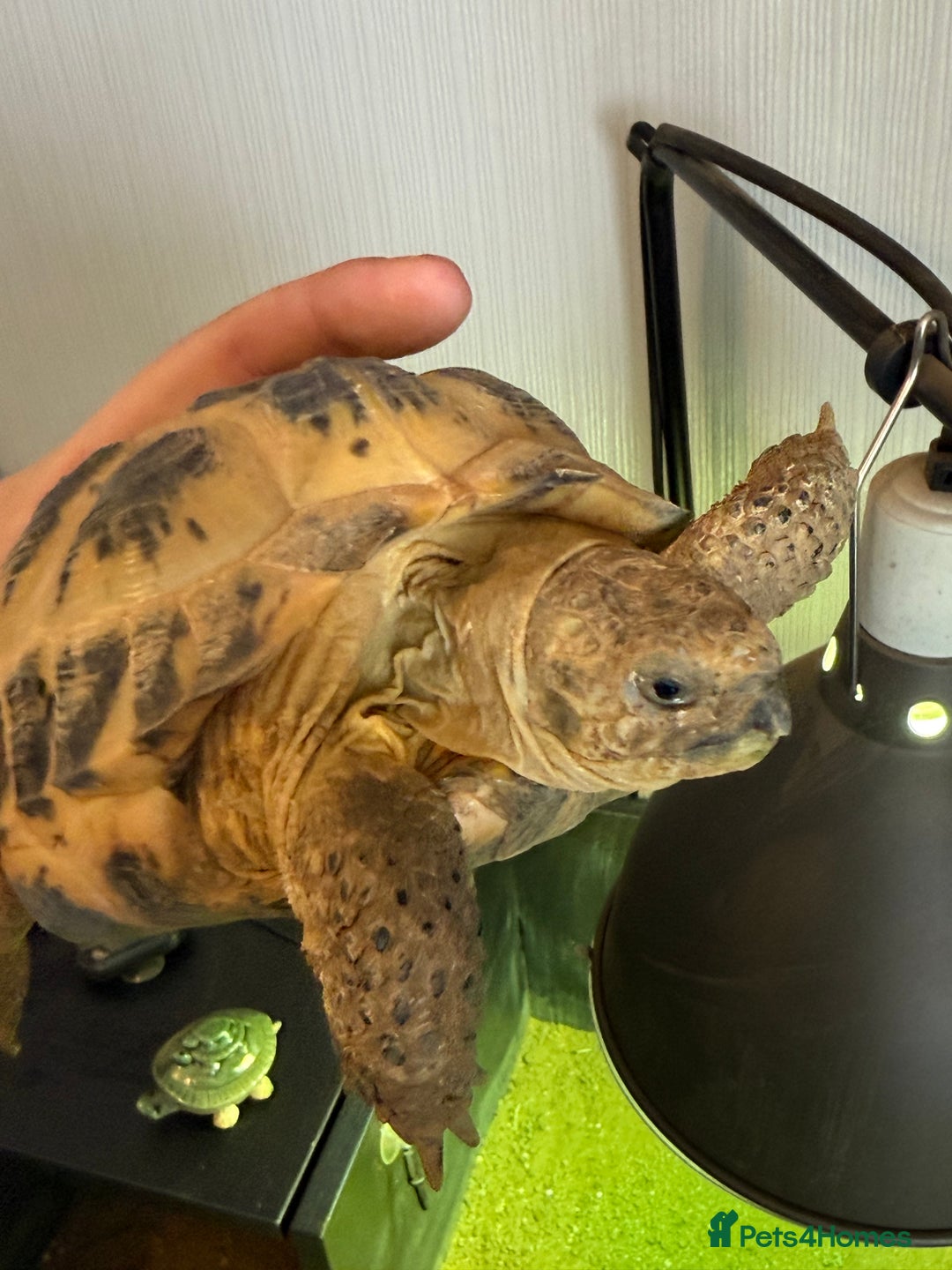 Tortoise reptiles for sale: 2x Female horsefield tortoise   - Image 2