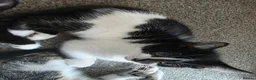 Mixed Breed cats for sale: Beautiful Kittens Looking for Loving Homes - Advert 25