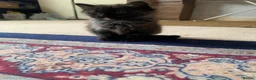 Ragdoll cats for sale: 2 Female ragdoll cats and 3 kittens-relisted - Advert 9