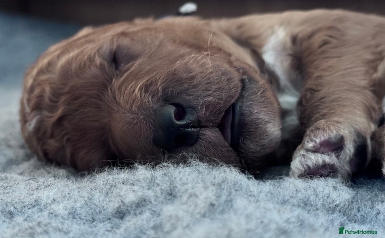 Labradoodle dogs - Advert 1