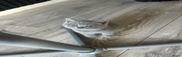 British Shorthair cats for sale: 4 beautiful blue British short hair kittens  - Advert 6