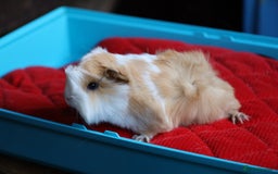 Guinea Pig rodents for sale: Peruvian long haired Babies - Advert 5