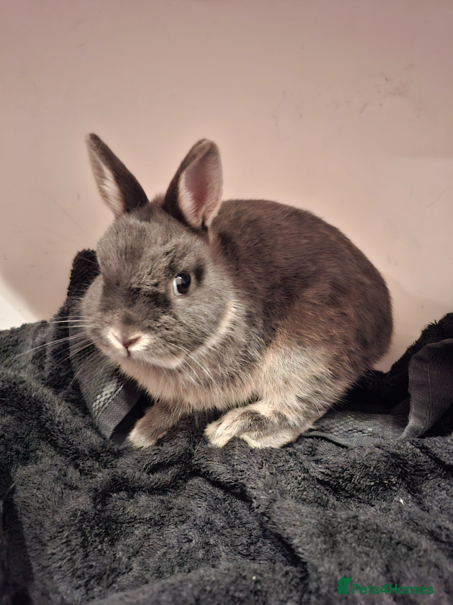 Dwarf Lop rabbits for sale: 3 Male Dwarf Rabbits (+Optional Cage Setup) in Ashton-under-Lyne - Advert 4