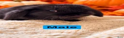 Mini Lop rabbits for sale: 🩶Beautiful Black & Grey Mini Lop Baby Rabbits🖤 in Whitchurch - Advert 6