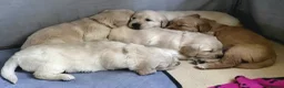 Golden Retriever dogs for sale: 5 Beautiful Golden Retriever's  - Advert 8