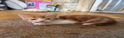 Mixed Breed cats for sale: Adorable farm kittens  - Advert 8